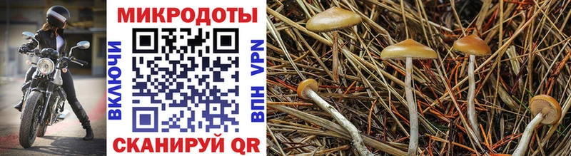 что такое   Белокуриха  omg вход  Псилоцибиновые грибы прущие грибы 